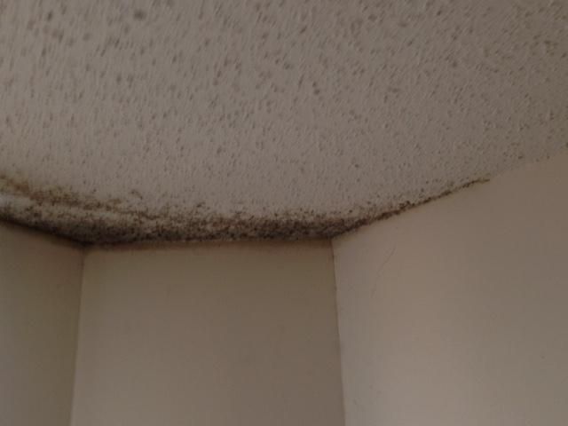 Mold growth due to a roof leak.