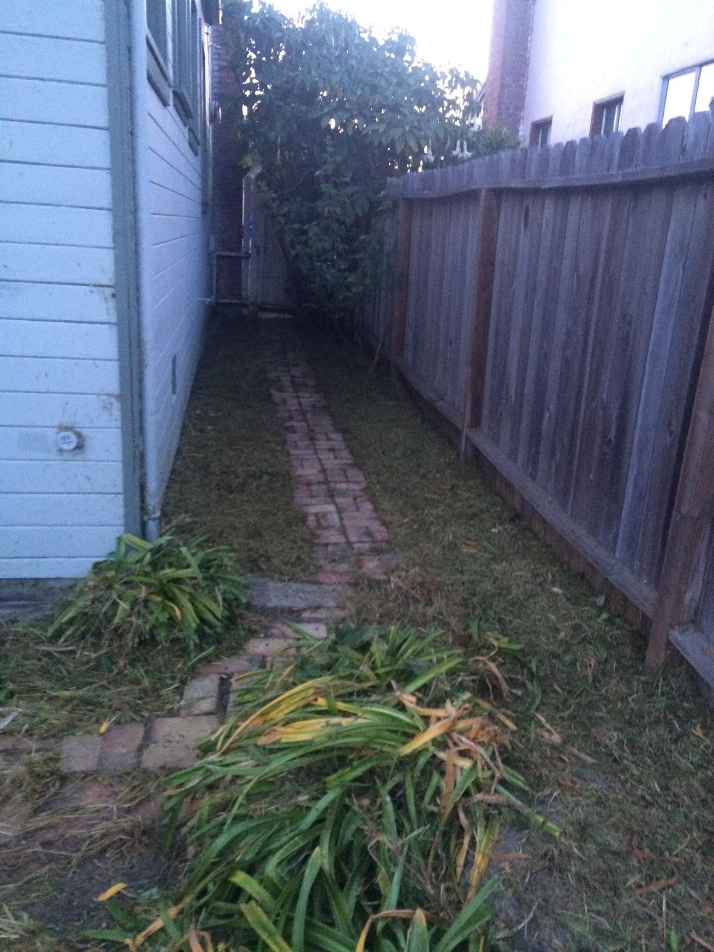 2+ feet of weeds removed and lawn mowed.