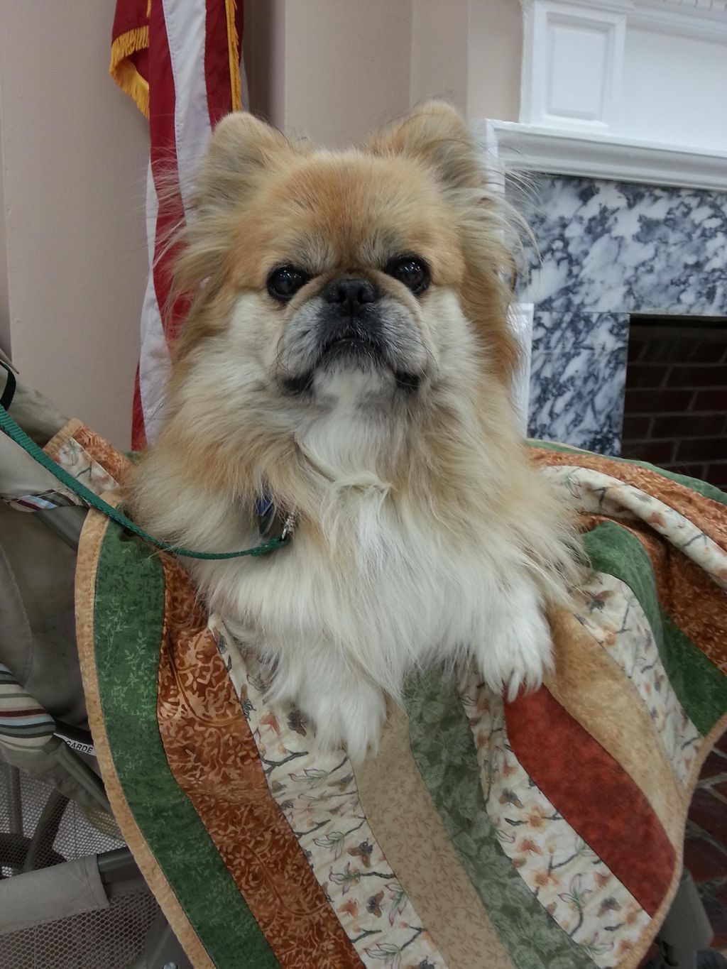 Taco - NCTD Therapy Dog, Canine Good Citizen, AKC 