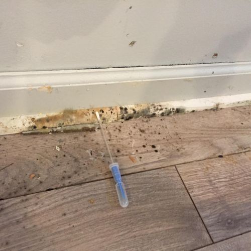 Testing mold on a baseboard and shoe in a basement