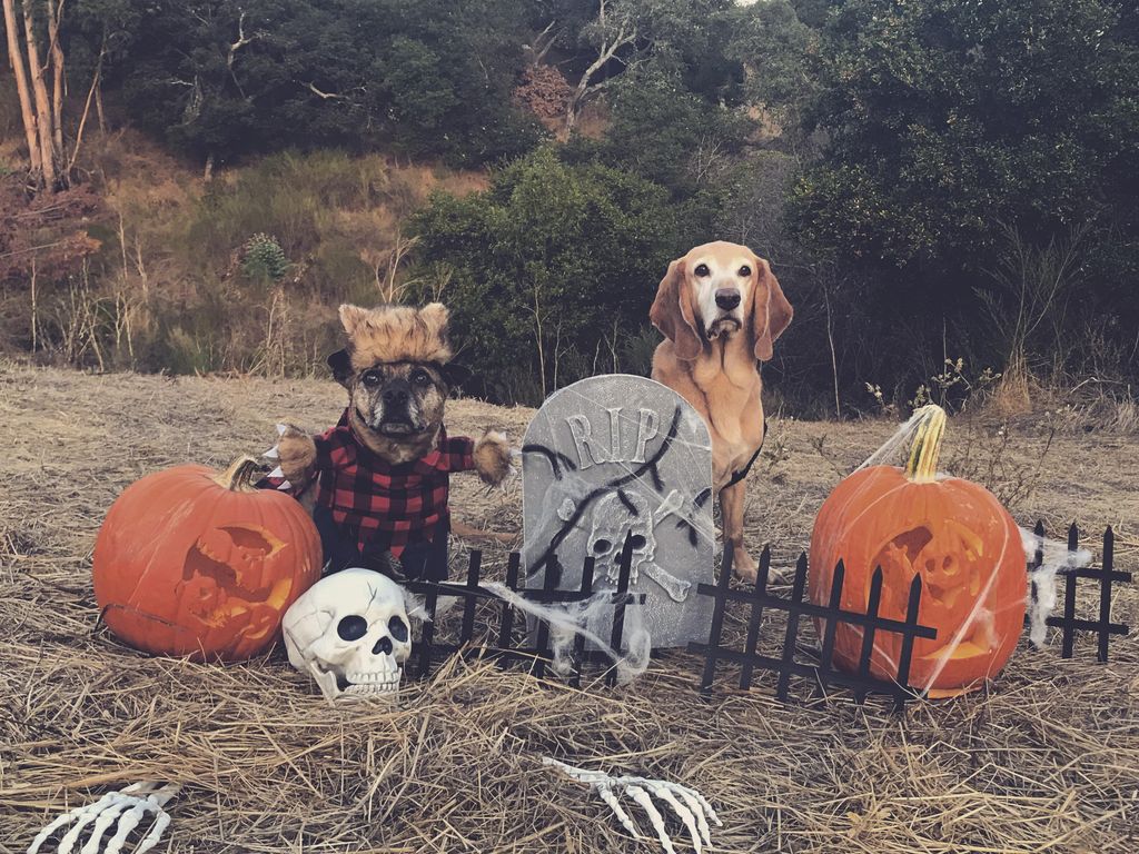 Visit pawgress.dog/blog to learn what Halloween ca