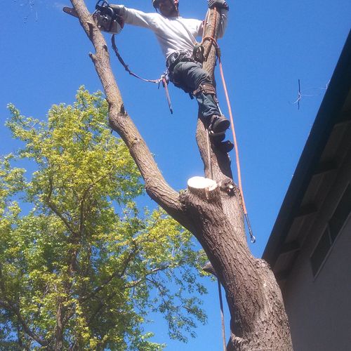 Tree removal over house's