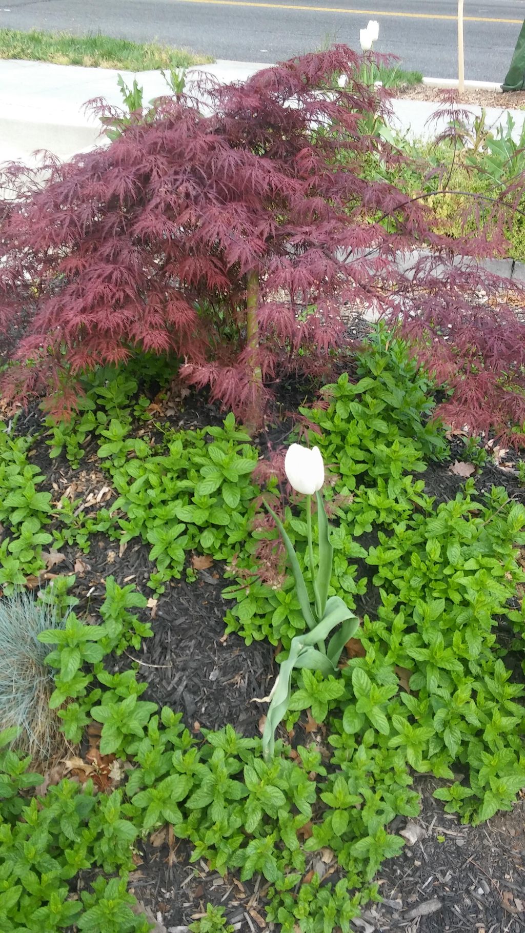 Japanese Maple Garden