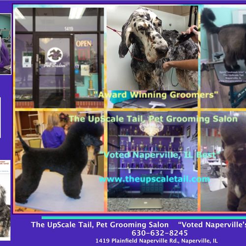 All breed grooming at The UpScale Tail, Naperville