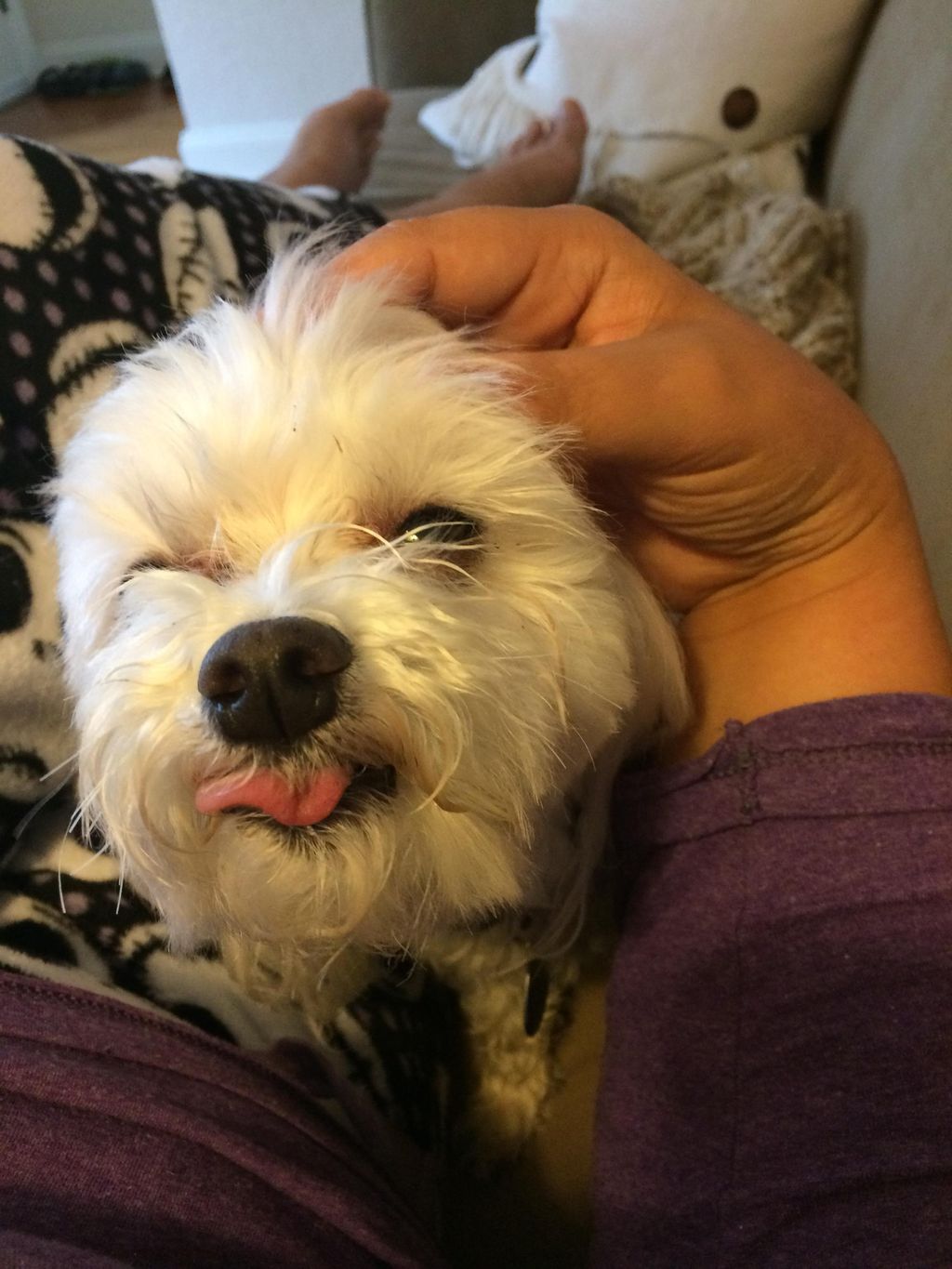 Lola loving her doggy massage!