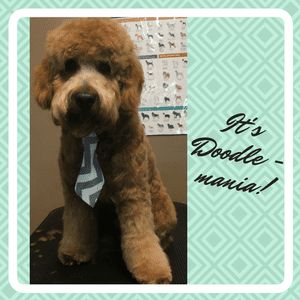 Goldendoodle - Round Head Style