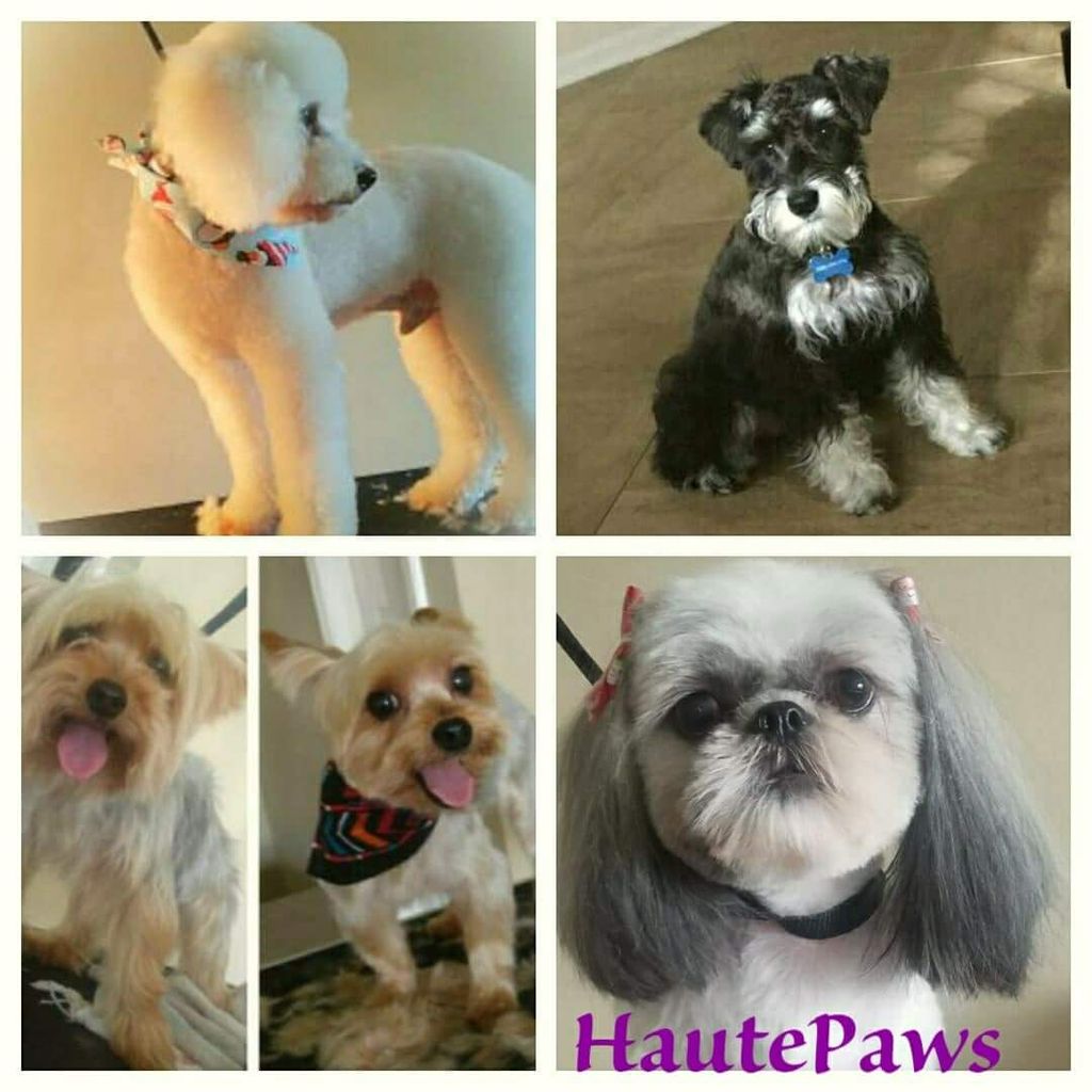 Haute Paws Grooming