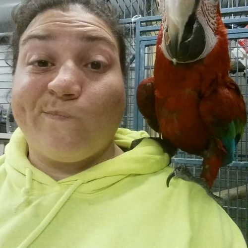 Me with Cosmo, Green Winged Macaw