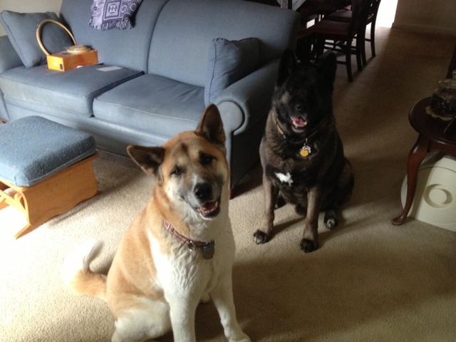 Happy furbabies!