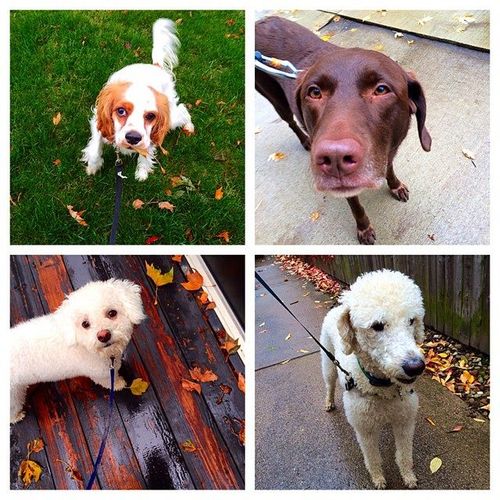 A collage of some of our Tremont pups!