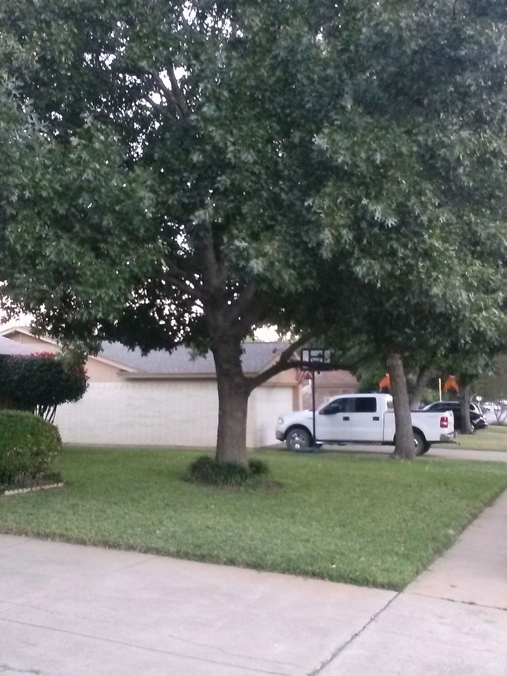 Tree Pruning. We lifted the canopy and trimmed all