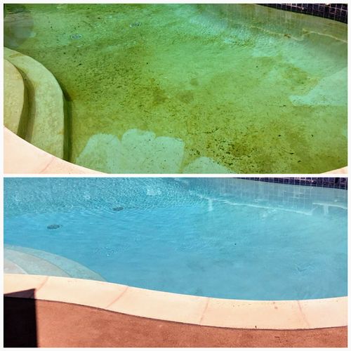 Even the smallest amount of algae can turn a pool 