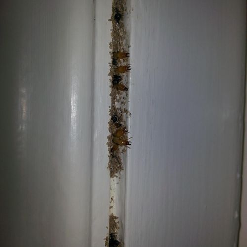 Termite infestation in the walls
