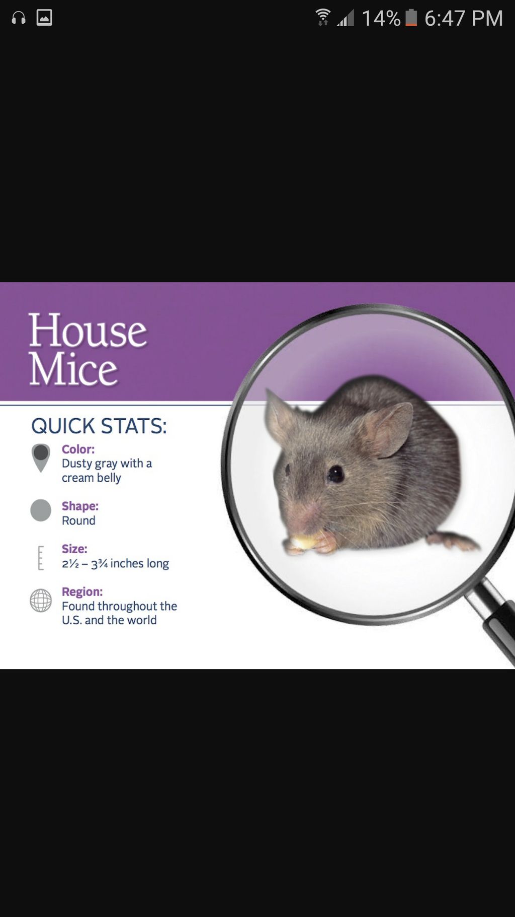house mouse