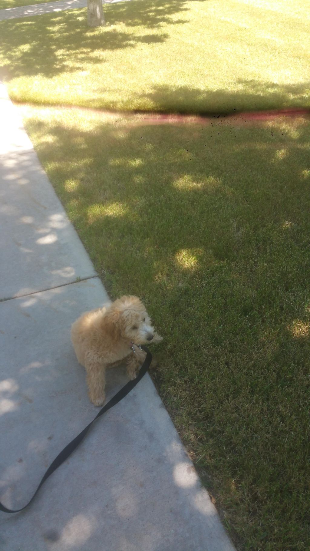 Malti-Poo - Loose Leash Walking - Auto sit and wai
