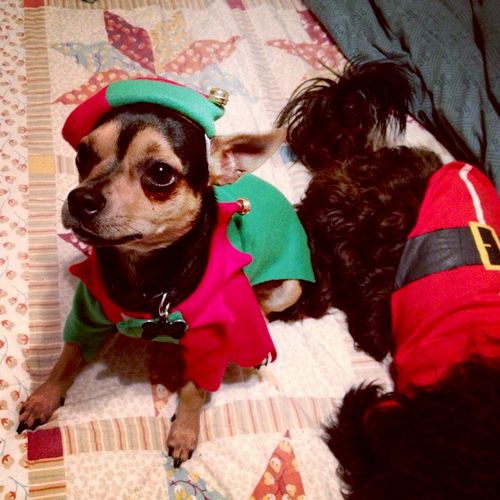 Elvis and Ziggy as Santa's helpers.