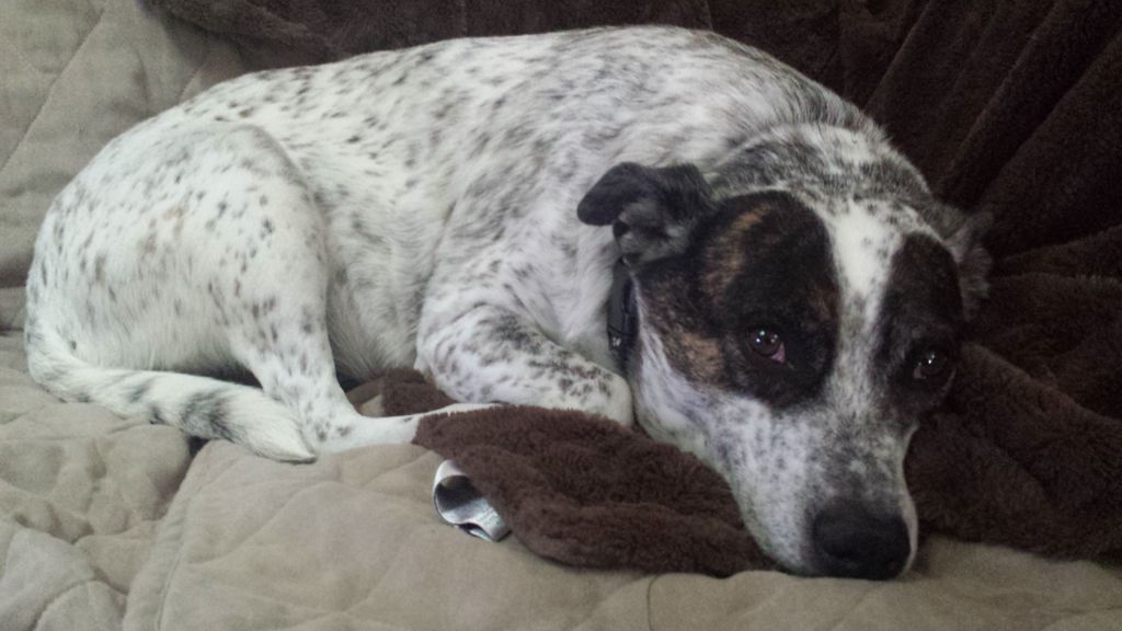 A Happy Damars Customer!