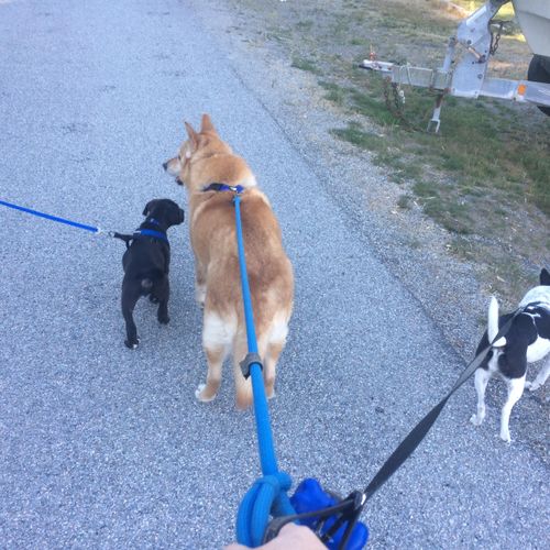 A family walk with a new pup! 