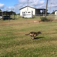 Callie Getting some exercise