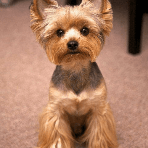 Yorkie with a skirt...too cute