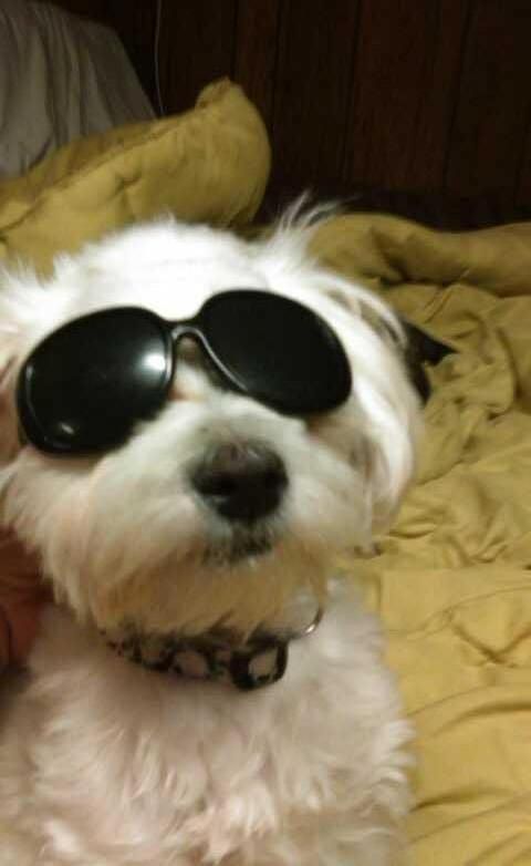 Miss juice box with her shades
