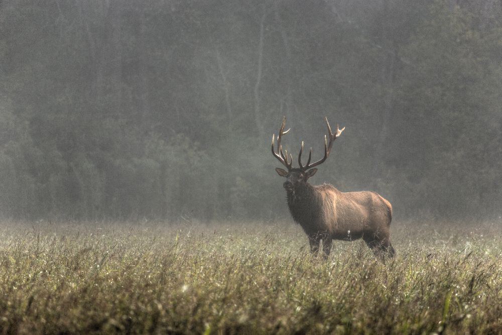 "Alpha"  A bull elk in the Ozark Mountains.