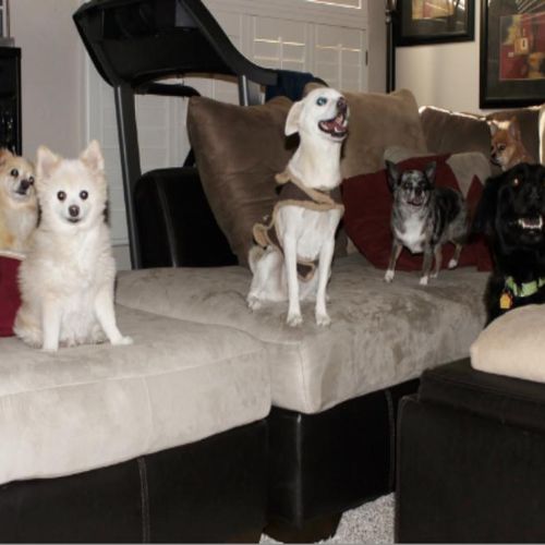 Couch Potatoes!
Honey, Pocket, Zia, Cinder, Marley