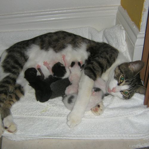 Kitty had kittens!