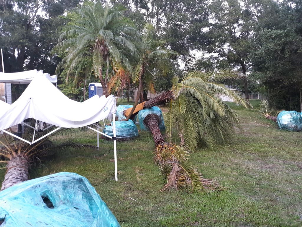 Transplanting Date Palm and triple Robelini