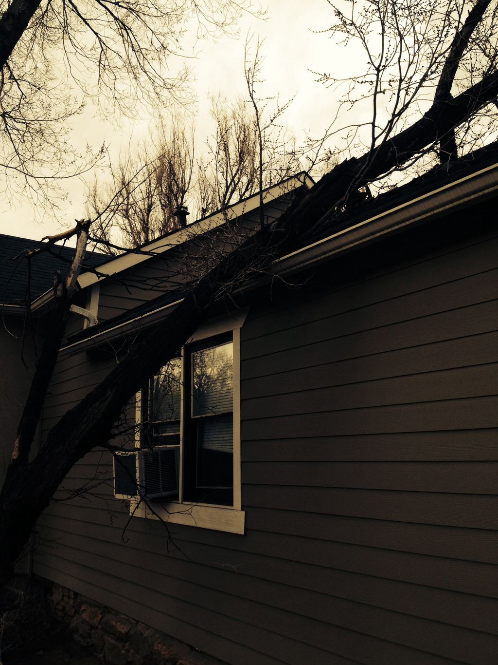 Removed this tree safely and repaired the roof