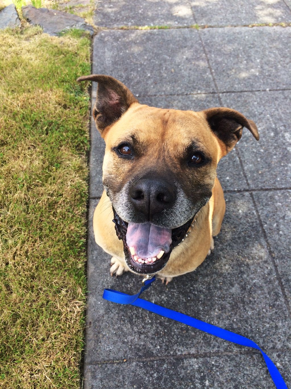 Hi! I'm Hutch, wanta play?