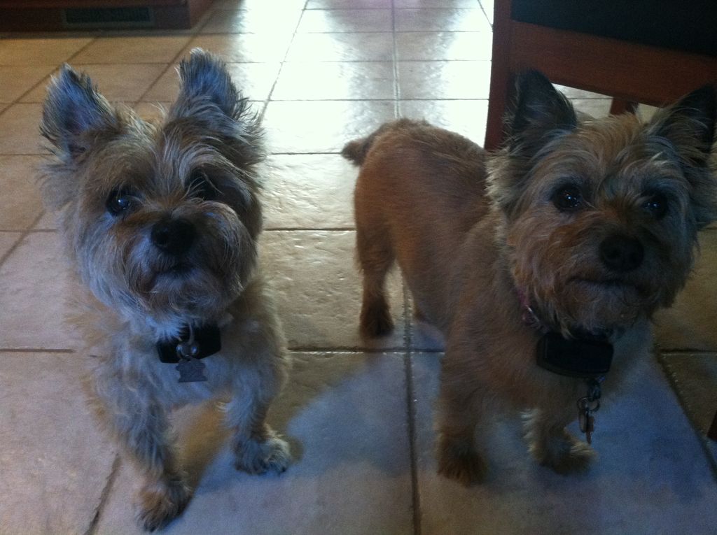 One of our Senior clients with his little "sister"