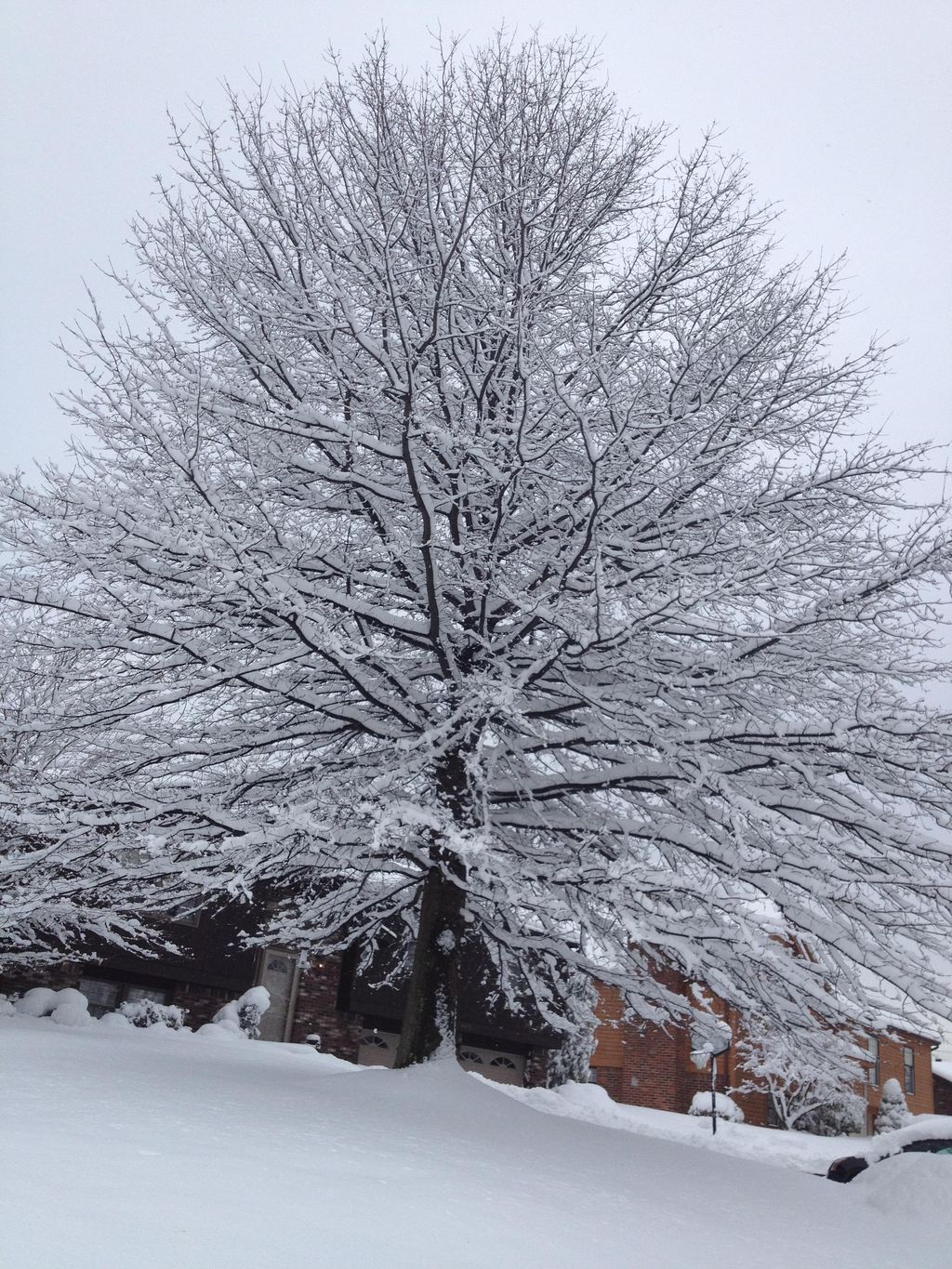 Snow Plowing & Tree Trimming