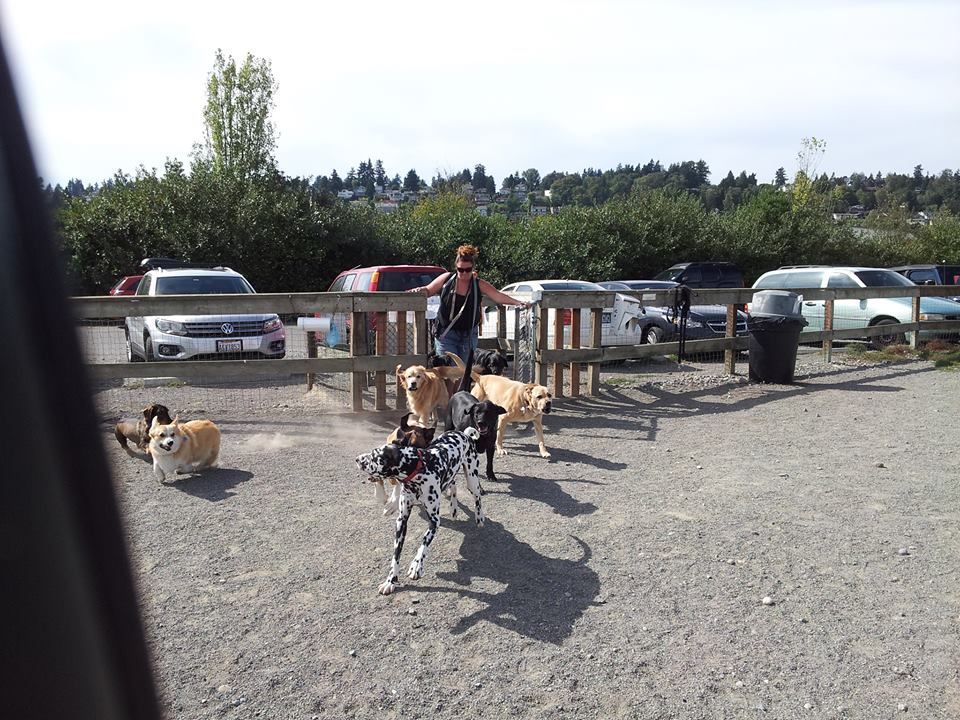 Magnuson dog park is doggie heaven.