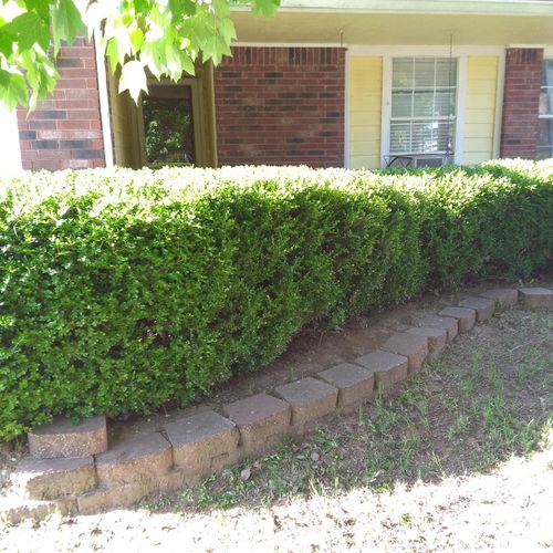 Trimming and Shaping Shrubs
