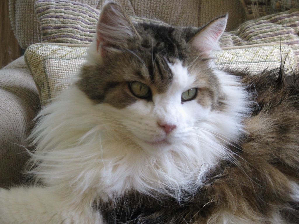 Mozart my large Maine Coon cat