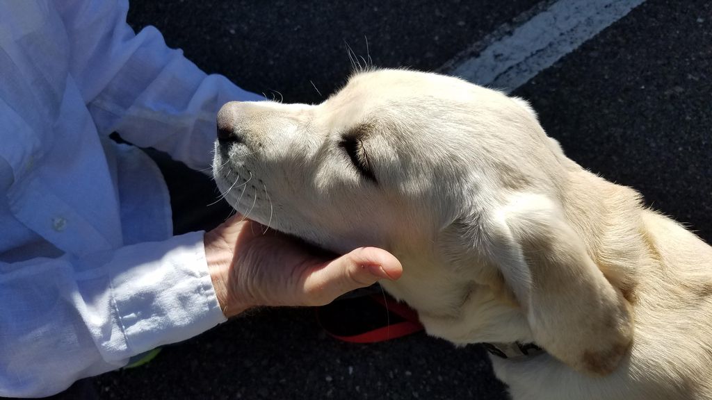 Austi - puppy development - Hold Still