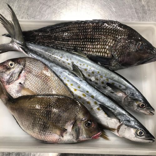 Wild Caught: Porgies, Mackerel and Black Bass for 