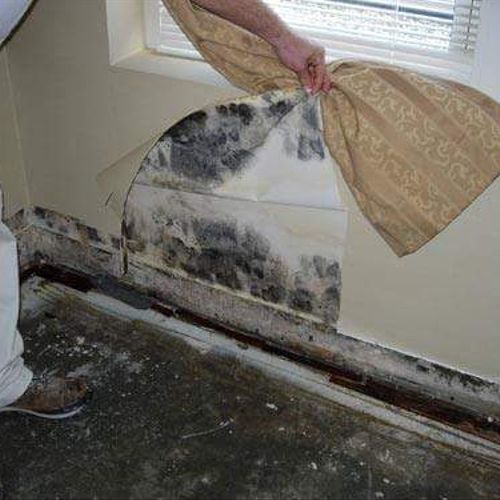 Professional identification and mold remediation