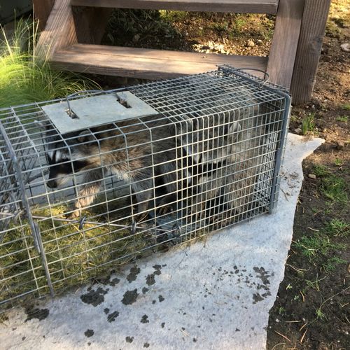 2 Raccoons in 1 trap for a discount