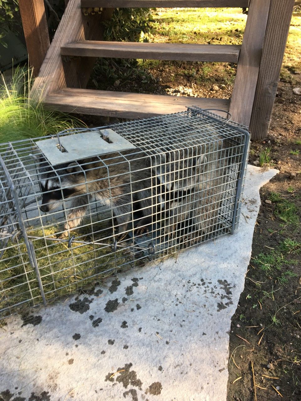 2 Raccoons in 1 trap for a discount