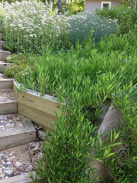 Planting for former problem slope, using the littl