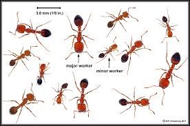 Ants of all sorts .....controlled no worries