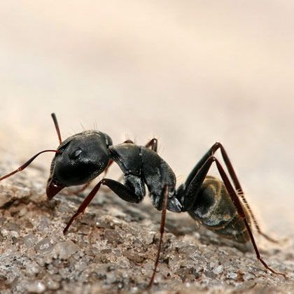 Carpenter Ant