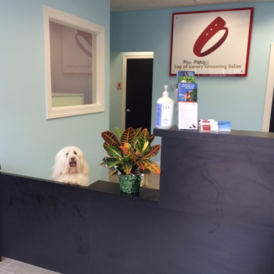 mobile pet grooming bronx