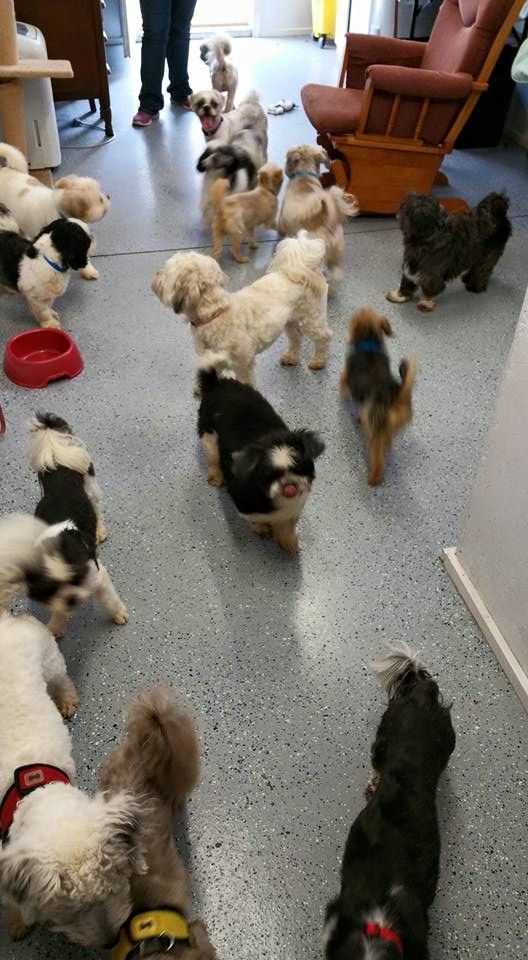 Play time at Lil Dog Ranch