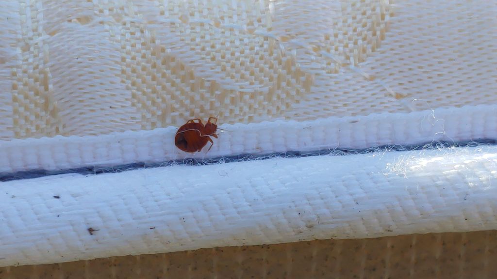 bed bug on a mattress