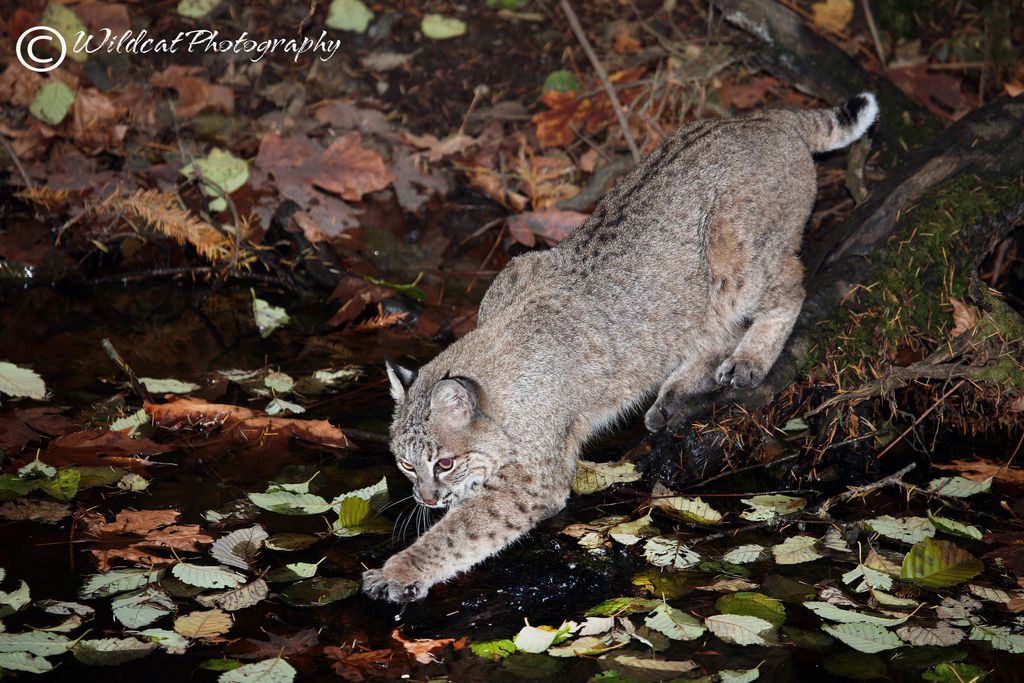 Bobcat, testing the water