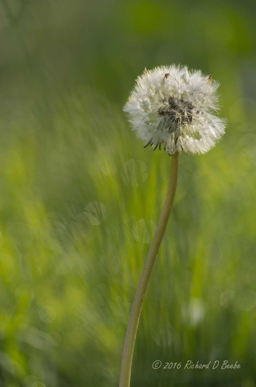 March 2016. 
Dandelion, Bokah