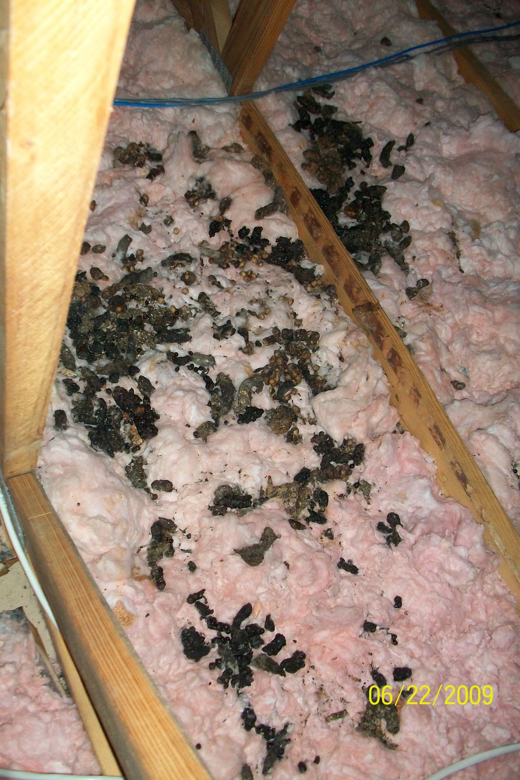 Eco Animal Waste Removal